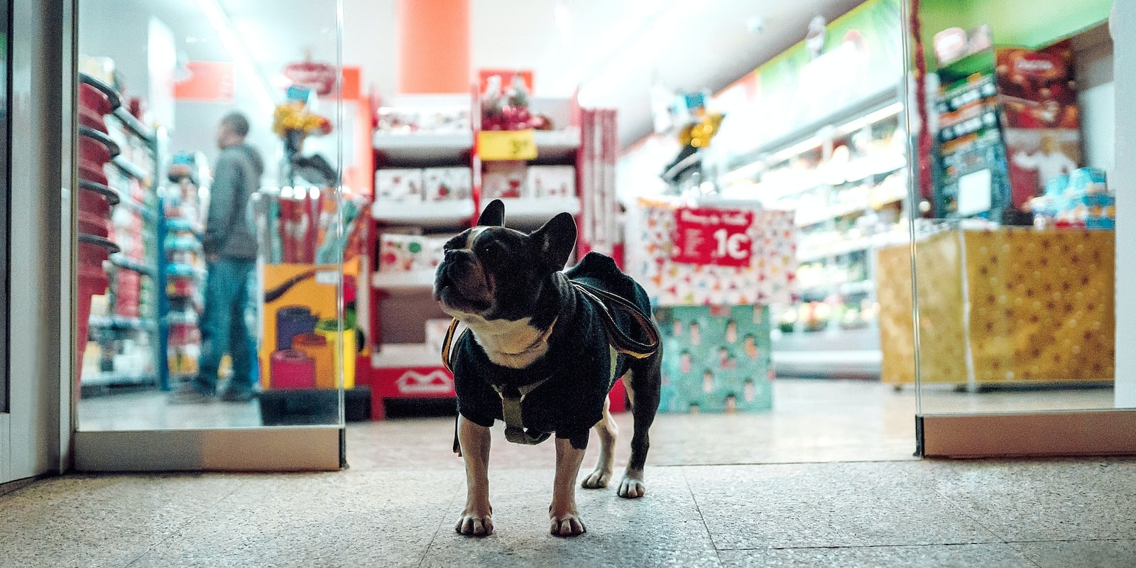 black dog walking in front of store