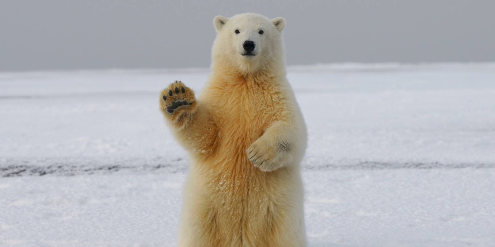 polar bear on snow covered ground during daytime