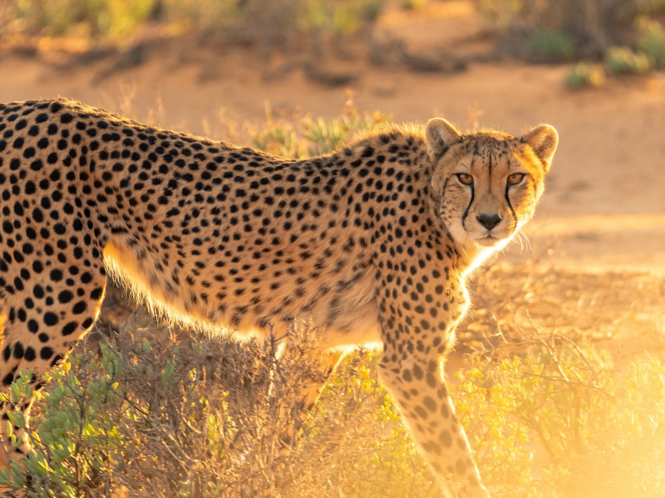 cheetah on grass field