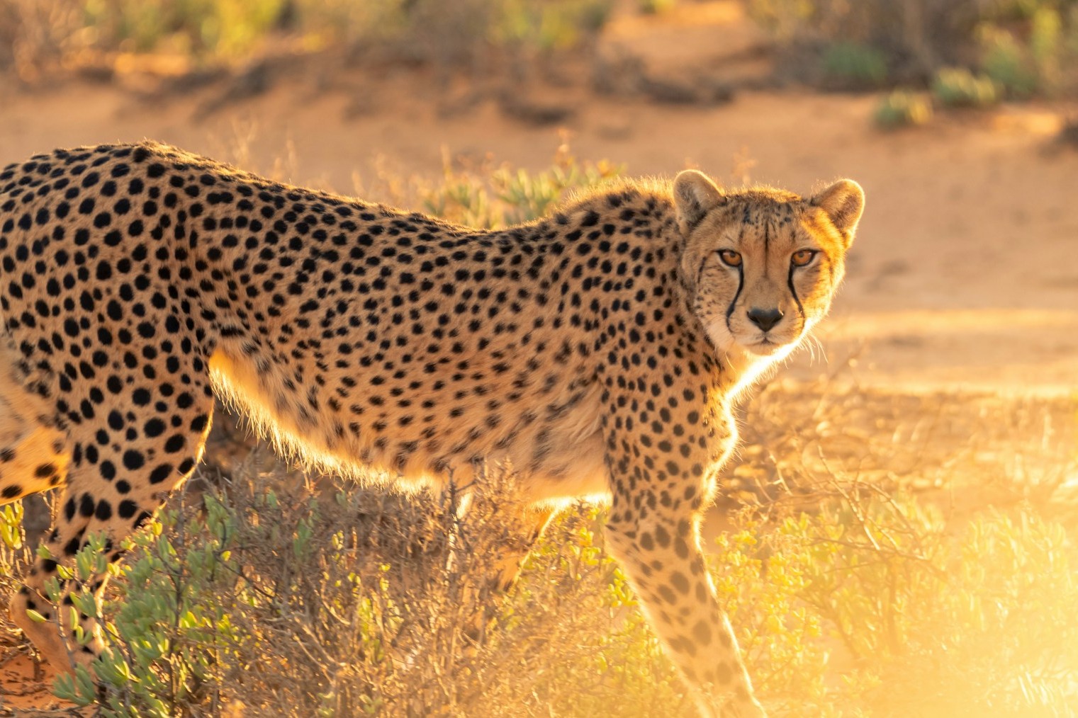 cheetah on grass field