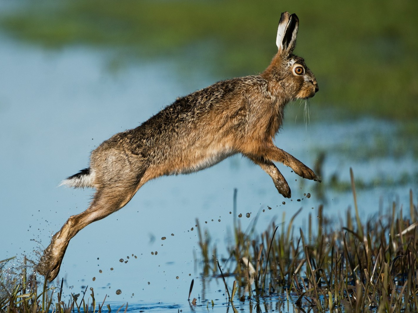 brown rabbit hopping above body of water