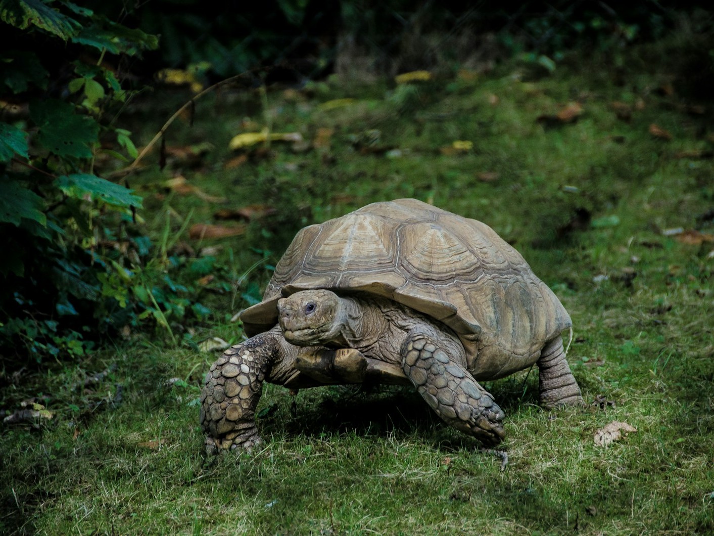 gray tortoise walking on green grass field